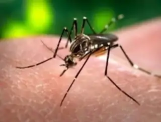 Paraíba confirma 1ª morte por chikungunya em 2024; estado tem três óbitos por arboviroses