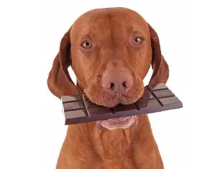 Dar chocolate para cachorro ou gato pode matá-lo