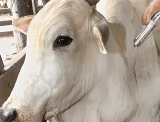 Criadores de gado devem vacinar rebanho contra aftosa para evitar multas e restrições