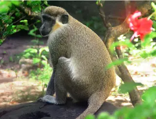 Parque Arruda Câmara é refúgio de animais exóticos, originários de outros países