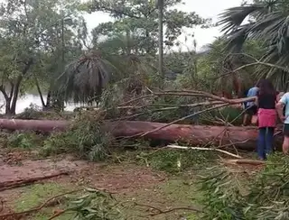 Árvore cai sobre carro no Parque da Lagoa