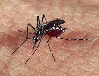 Dengue: PB tem aumento de 150% em casos prováveis