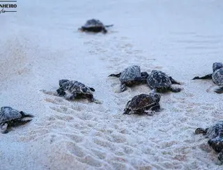 Moradores de Intermares fazem petição para proteção de tartarugas marinhas