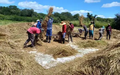 Empaer acompanha colheita do arroz vermelho no Vale do Piancó