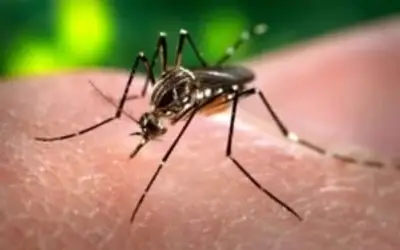 Paraíba confirma 1ª morte por chikungunya em 2024; estado tem três óbitos por arboviroses