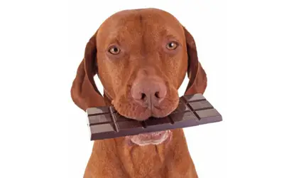 Dar chocolate para cachorro ou gato pode matá-lo