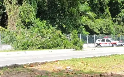 Árvore cai e interdita pista dentro da UFPB, no CCTA