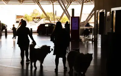 Tutores querem regulamentação do transporte aéreo de cachorros