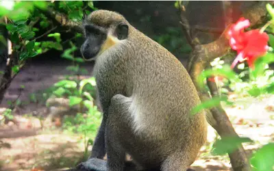 Parque Arruda Câmara é refúgio de animais exóticos, originários de outros países
