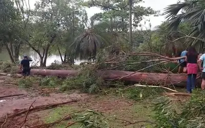 Árvore cai sobre carro no Parque da Lagoa