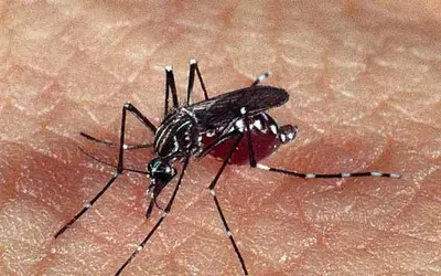 Dengue: PB tem aumento de 150% em casos prováveis